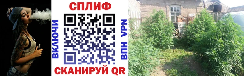 Марихуана план  Лыткарино 